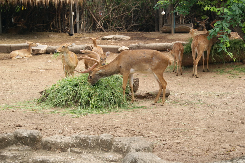 Thailand, Bangkok, Dusit Zoo